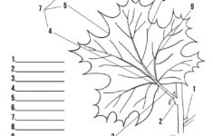 Parts Of A Leaf Worksheet Superstar Worksheets