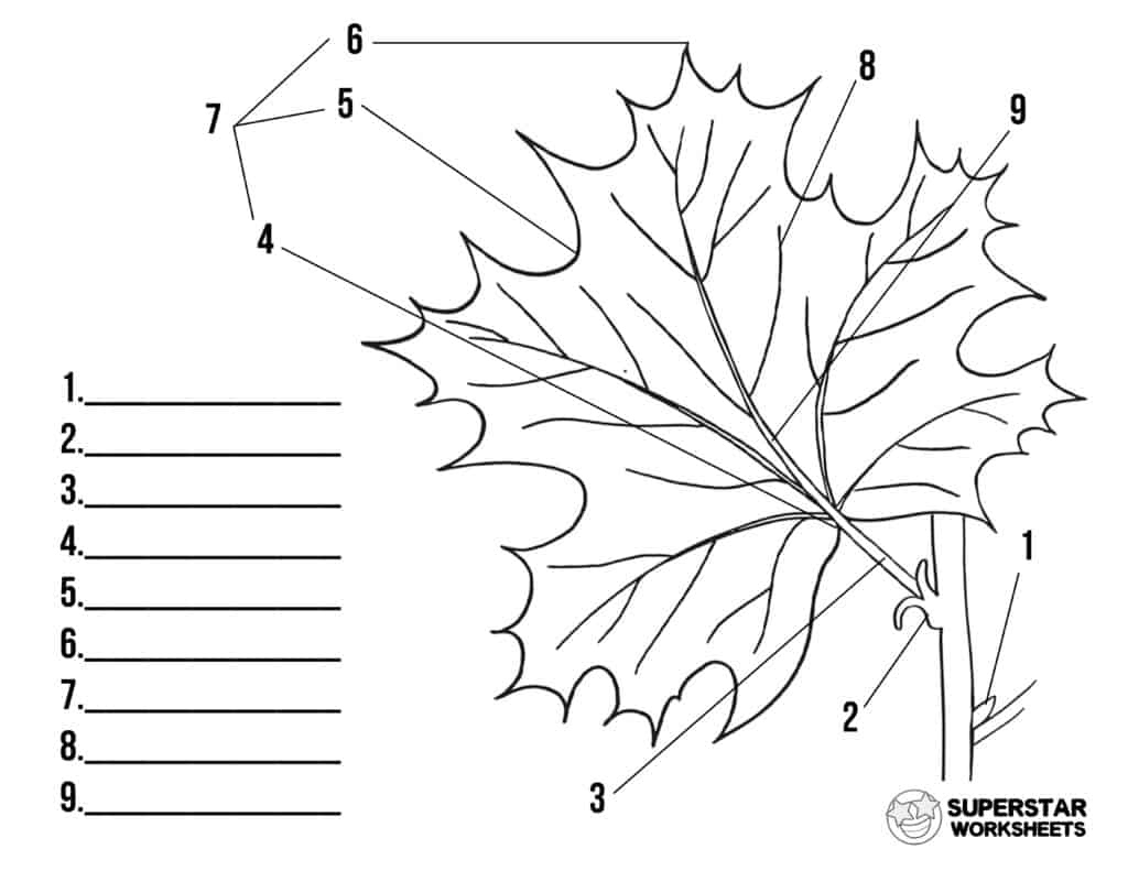 Parts Of A Leaf Worksheet Superstar Worksheets