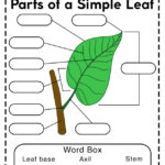 Parts Of A Leaf Worksheets Free Printable