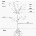 Parts Of A Plant Worksheet Find A Flower To Dissect And Glue
