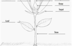 Parts Of A Plant Worksheet Find A Flower To Dissect And Glue