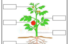 Parts Of A Plant Worksheets