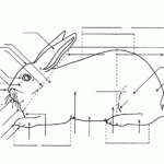 Parts Of A Rabbit Quiz