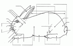 Parts Of A Rabbit Quiz