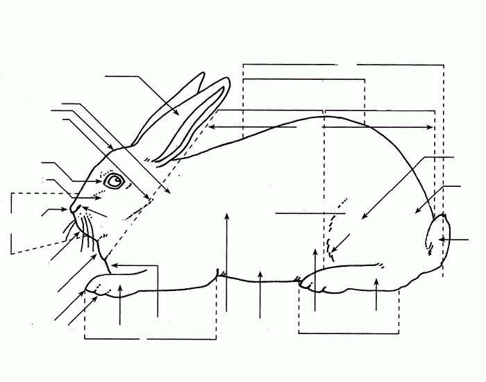 Rabbit Anatomy Worksheet