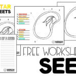 Parts Of A Seed Worksheets Superstar Worksheets