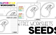 Parts Of A Seed Worksheets Superstar Worksheets