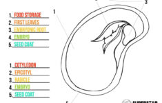 Parts Of A Seed Worksheets Superstar Worksheets Parts Of A Seed
