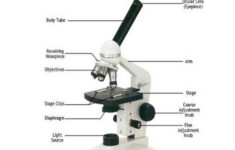 Parts Of A Simple Microscope Labeled with Diagrams Medical