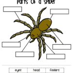 Parts Of A Spider Pdf Google Drive Parts Of A Spider Spider