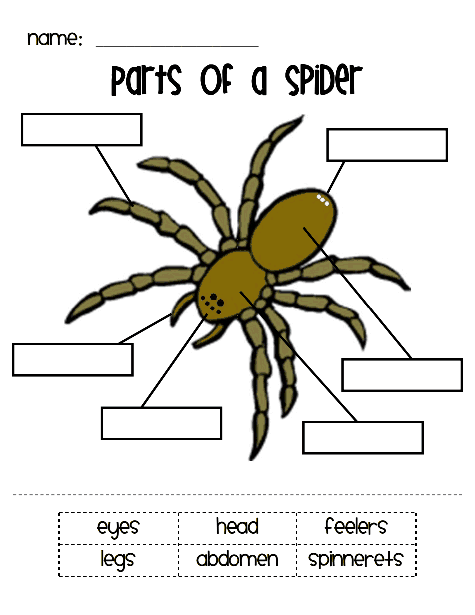 Parts Of A Spider pdf Google Drive Parts Of A Spider Spider 