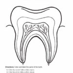 Parts Of A Tooth Worksheet Click Here Parts Of A Tooth Pdf To
