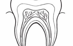 Parts Of A Tooth Worksheet Click Here Parts of a tooth pdf To