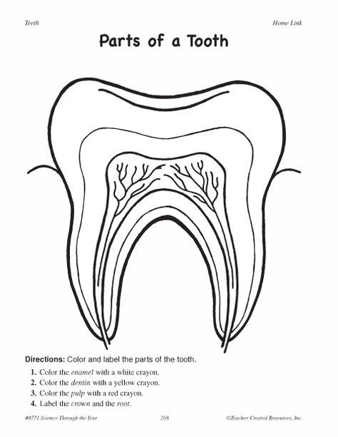 Parts Of A Tooth Worksheet Click Here Parts of a tooth pdf To 