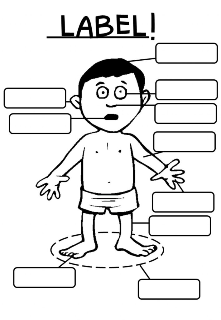 Parts Of Body Label Worksheet Anatomy Worksheets