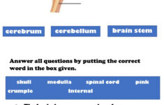 Parts Of The Brain Interactive Worksheet