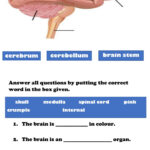 Parts Of The Brain Interactive Worksheet