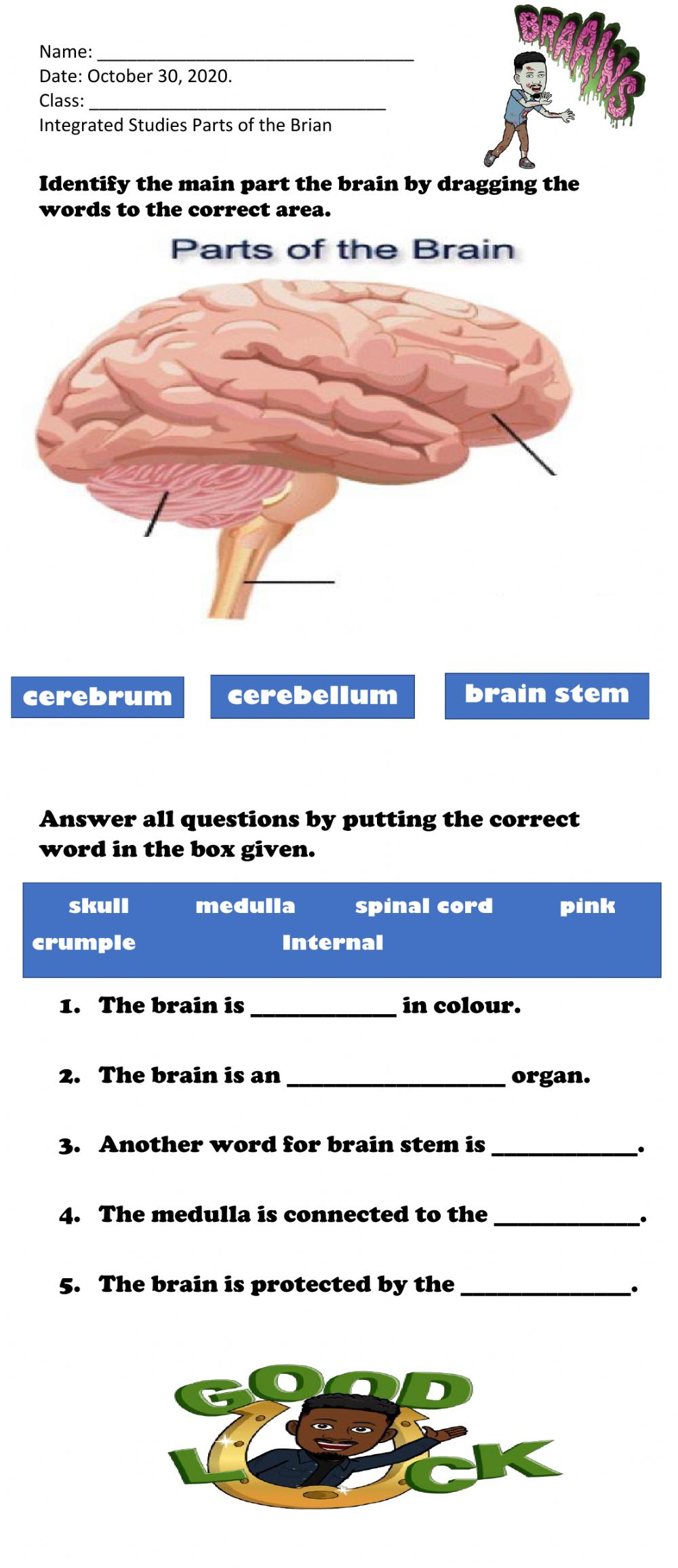 Parts Of The Brain Interactive Worksheet
