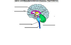 Parts Of The Brain Worksheet