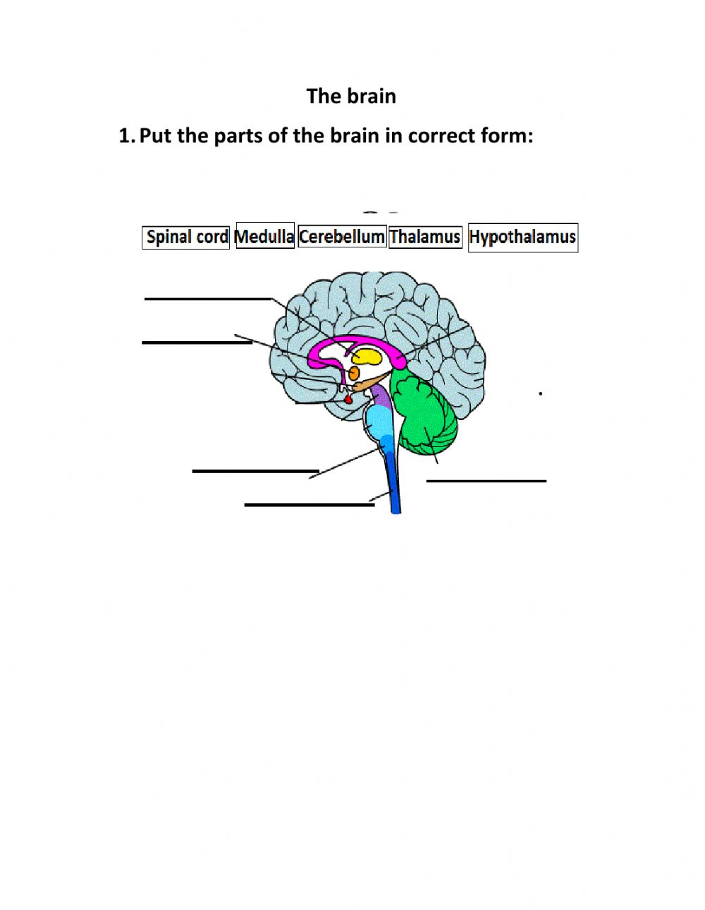 explain-the-different-structures-and-functions-of-the-brain-worksheet-edplace