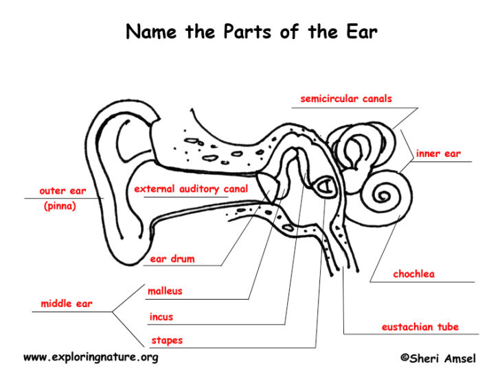 Anatomy Of The Ear Worksheet Answers