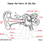 Parts Of The Ear Fill In The Blank