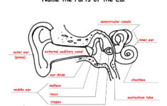 Parts Of The Ear Fill In The Blank