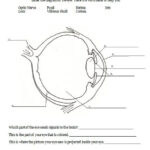 Parts Of The Eye For Kids Worksheet Malaysigit