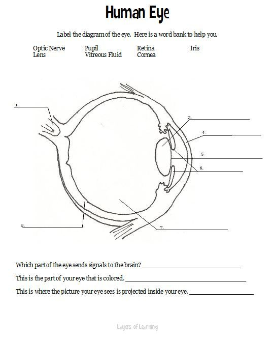 Parts Of The Eye For Kids Worksheet Malaysigit