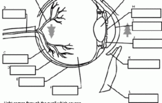 Parts Of The Eye Human Eye Homeschool Science Anatomy