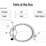 Parts Of The Eye Interactive Worksheet