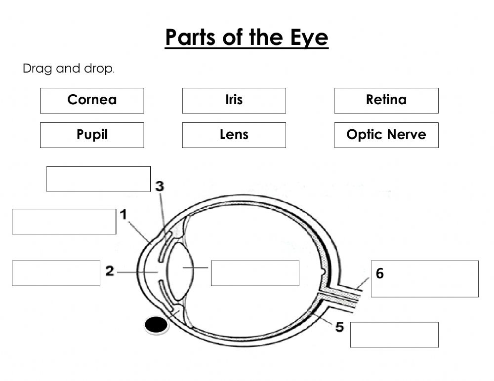 Parts Of The Eye Interactive Worksheet