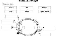Parts Of The Eye Interactive Worksheet