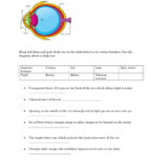 Parts Of The Eye Worksheet