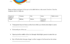 Parts Of The Eye Worksheet