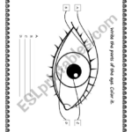 Parts Of The Eye Worksheet Parts Of The Eye Free Homeschool