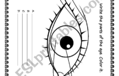 Parts Of The Eye Worksheet Parts Of The Eye Free Homeschool
