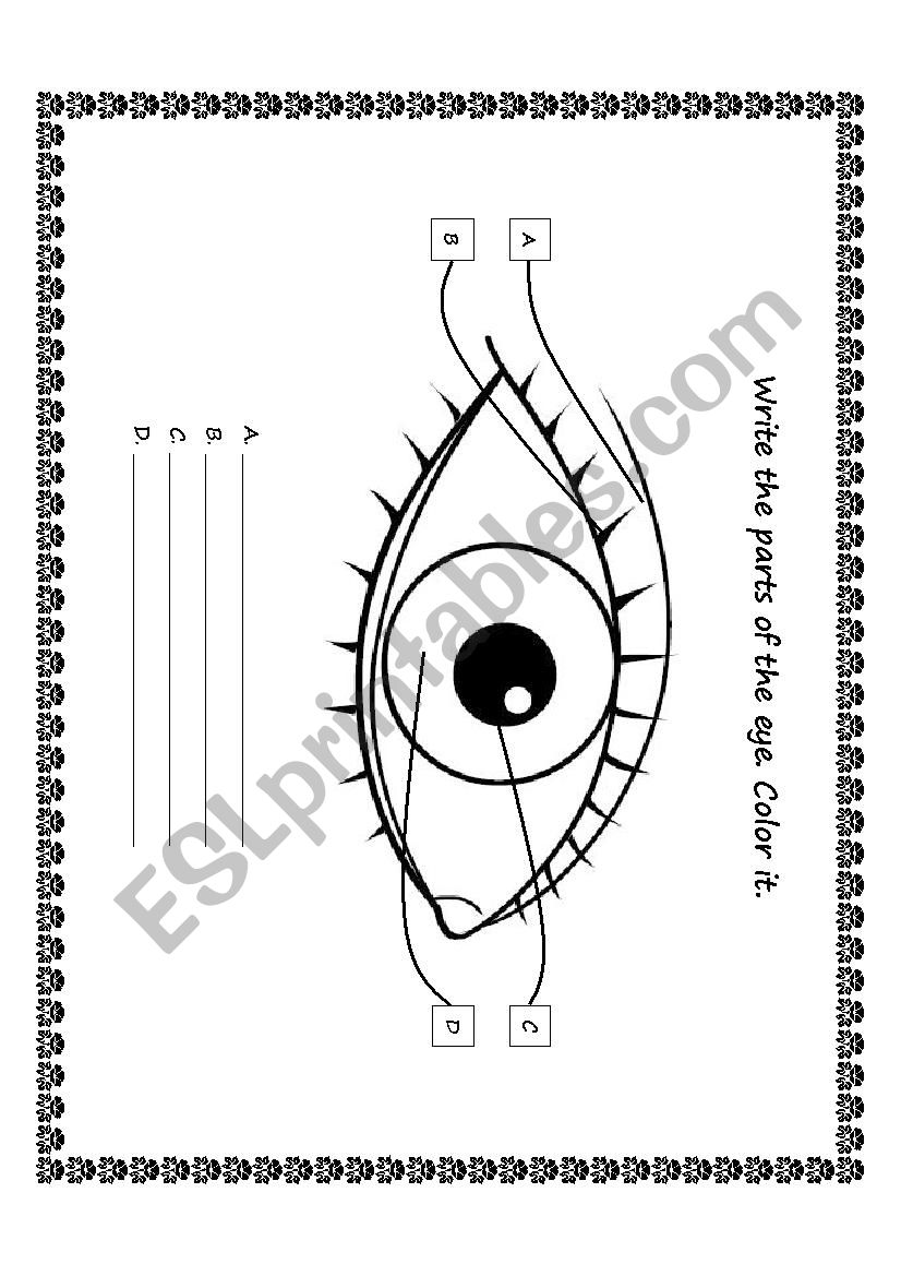 Parts Of The Eye Worksheet Parts Of The Eye Free Homeschool 