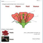 Parts Of The Flower Online Activity