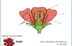 Parts Of The Flower Online Activity