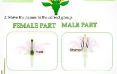 Parts Of The Flower Worksheet