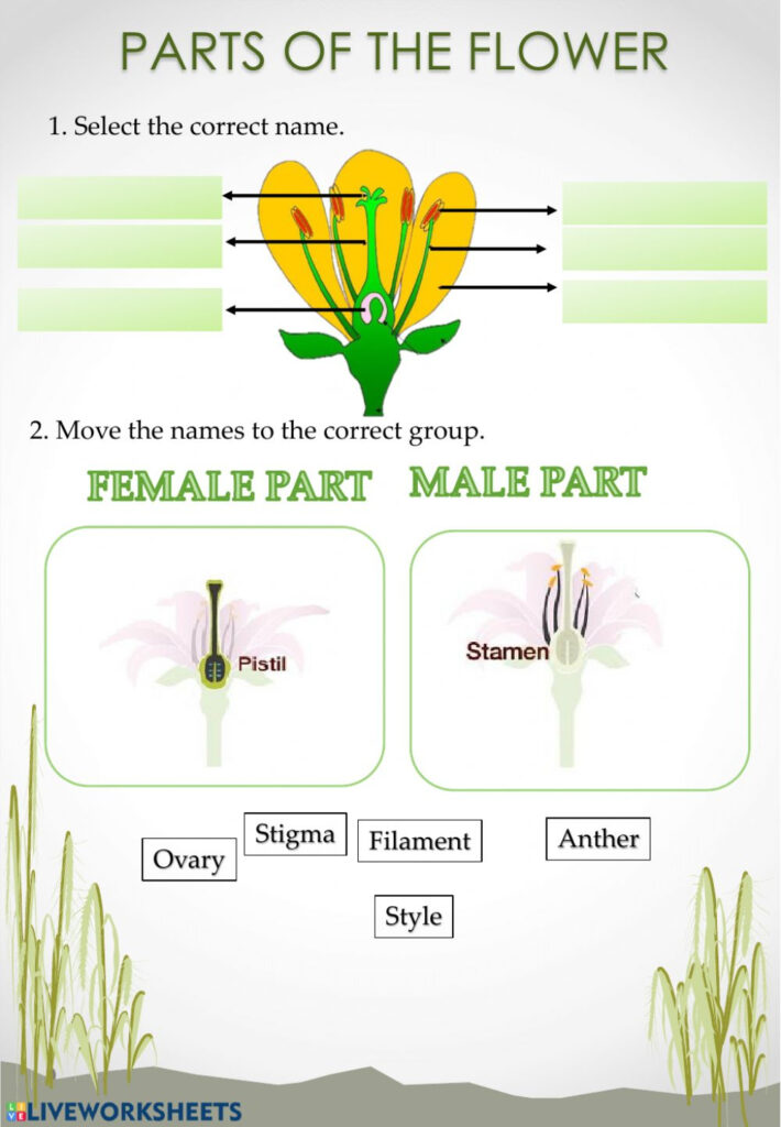 Parts Of The Flower Worksheet Anatomy Worksheets 2285