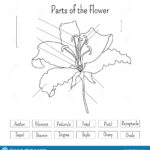 Parts Of The Flower Worksheet In Black And White Lily Flower Anatomy