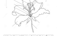 Parts Of The Flower Worksheet In Black And White Lily Flower Anatomy