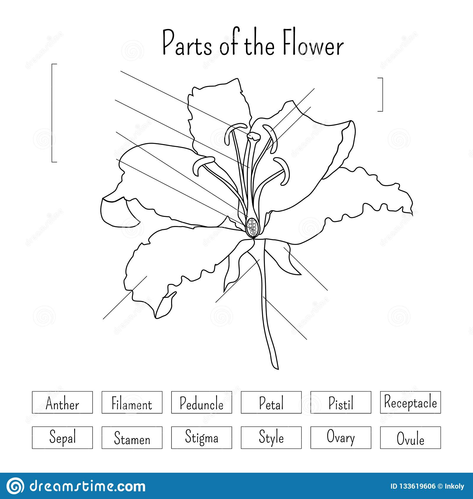 Parts Of The Flower Worksheet In Black And White Lily Flower Anatomy 
