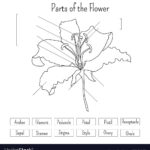 Parts Of The Flower Worksheet In Black And White Vector Image On