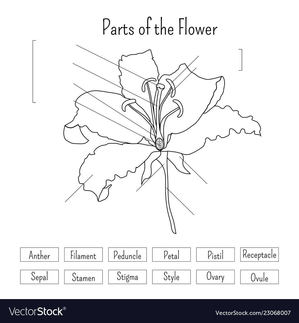 Parts Of The Flower Worksheet In Black And White Vector Image On 