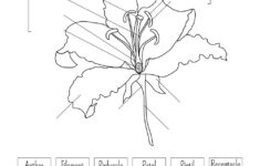 Parts Of The Flower Worksheet In Black And White Vector Image On