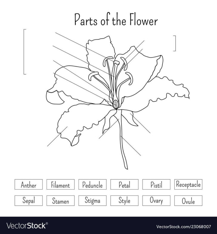 Flower Anatomy Worksheet