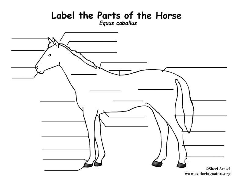Parts Of The Horse Printable Worksheet | Anatomy Worksheets